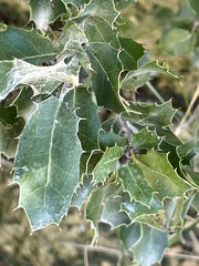 Quercus coccifera