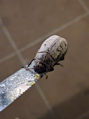 Dermolepida albohirtum