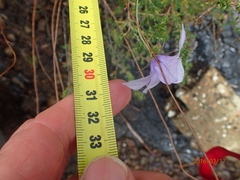 Wahlenbergia cuspidata