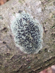 Lecidella