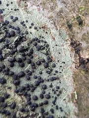 Lecidella