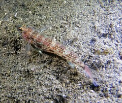 Istigobius hoesei