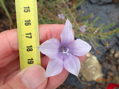Wahlenbergia cuspidata