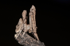 Cyphalonotus larvatus