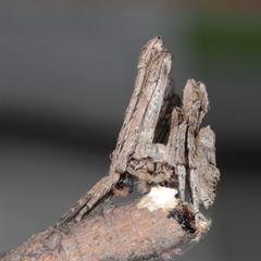 Cyphalonotus larvatus