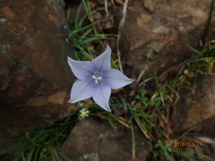 Wahlenbergia cuspidata