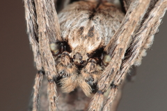 Cyphalonotus larvatus