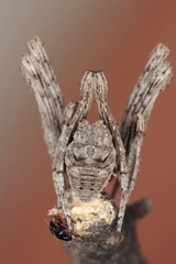 Cyphalonotus larvatus