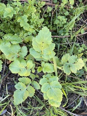 Raphanus raphanistrum