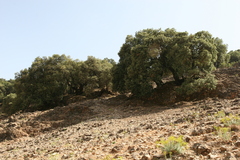 Quercus ilex