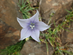 Wahlenbergia cuspidata