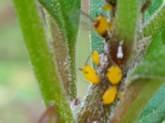 Aphis nerii