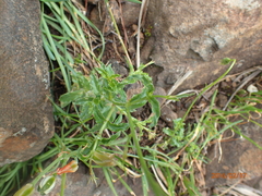 Wahlenbergia cuspidata