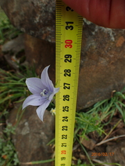 Wahlenbergia cuspidata