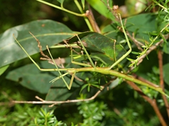 Didymuria violescens