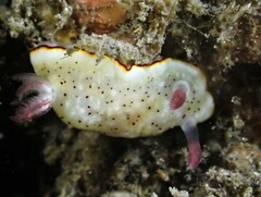 Goniobranchus daphne
