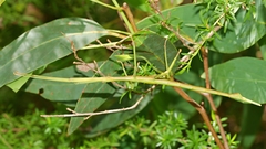 Didymuria violescens