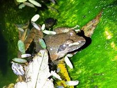 Rana longicrus
