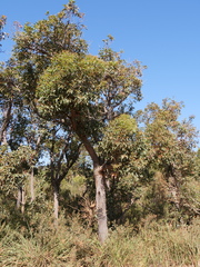 Eucalyptus marginata