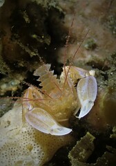 Microprosthema validum