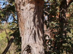 Eucalyptus marginata