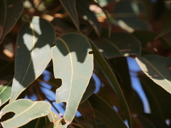Eucalyptus marginata