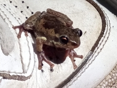 Litoria quiritatus