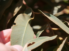Eucalyptus marginata