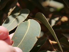 Eucalyptus marginata
