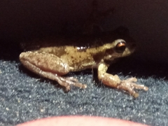 Litoria quiritatus