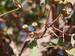 Eucalyptus marginata
