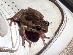 Litoria quiritatus