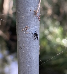 Rhynolaccus formicarius