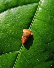 Dusuna