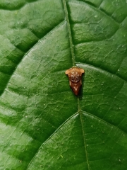 Dusuna