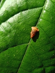 Dusuna