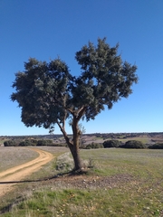 Quercus ilex