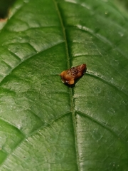 Dusuna