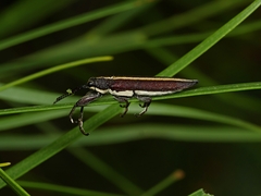 Rhinotia suturalis