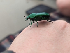 Ischiopsopha wallacei