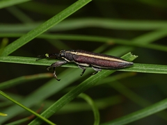 Rhinotia suturalis