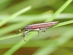 Rhinotia suturalis