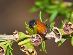 Phyllotocus rufipennis