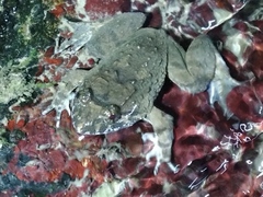 Limnonectes fujianensis