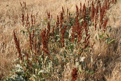 Rumex