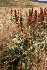 Rumex