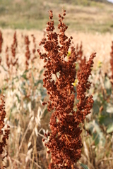 Rumex