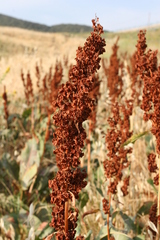 Rumex