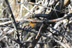 Erithacus rubecula tataricus