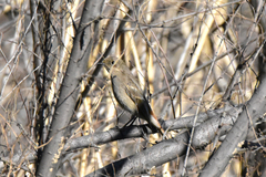 Phoenicurus erythronotus